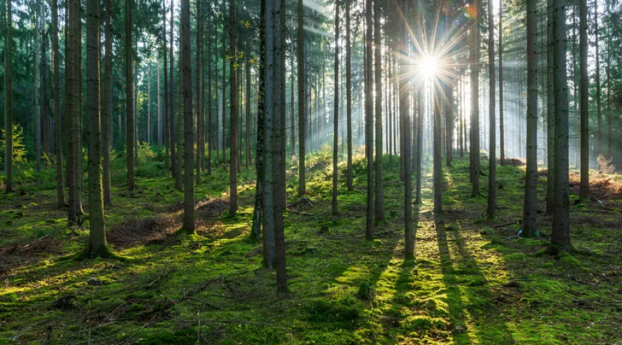 Forest